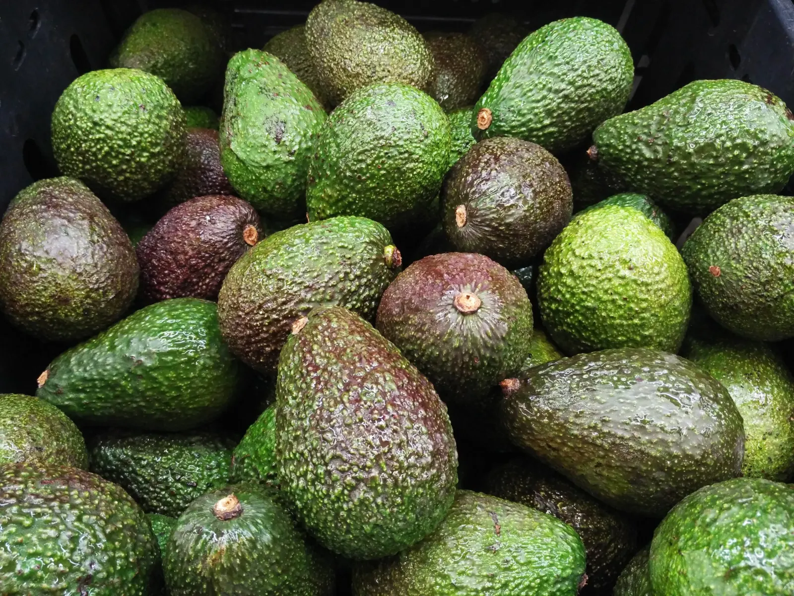 Fresh Hass Avocados image 3